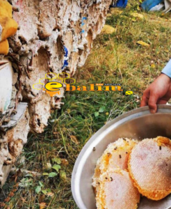 Doğal Bal