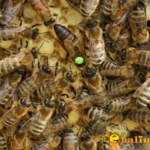 Karpat Rusya Ana Arı