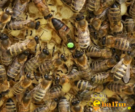 Karpat Rusya Ana Arı