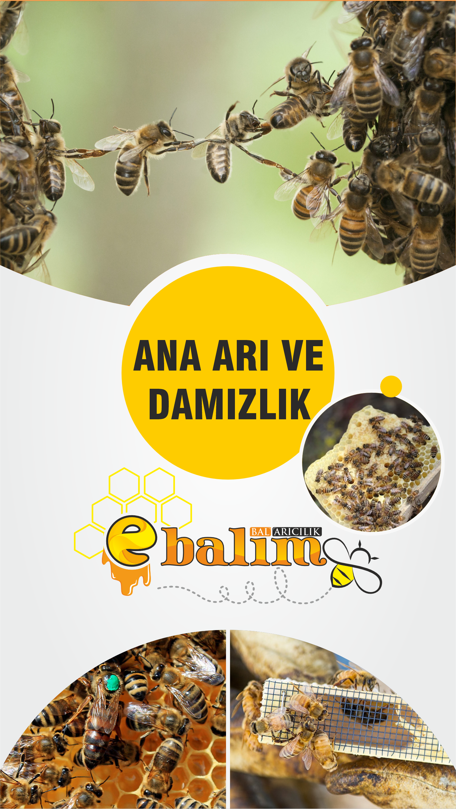 Ana Arı ve Damızlık
