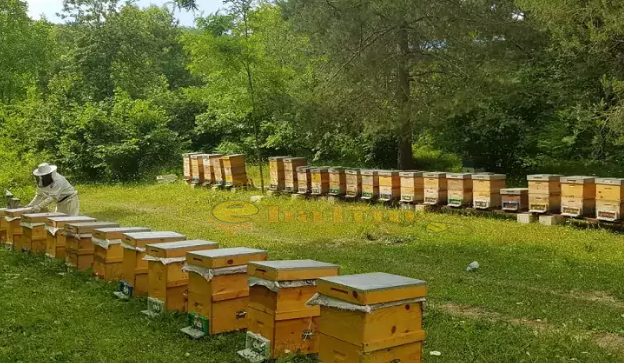 Arıcılık Sektörü