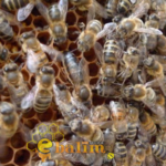 Kafkas Karadeniz Ana Arı