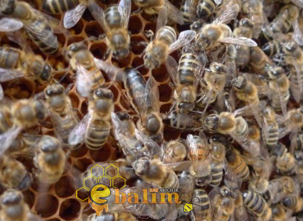 Kafkas Karadeniz Ana Arı