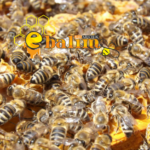 2026 arı fiyatları