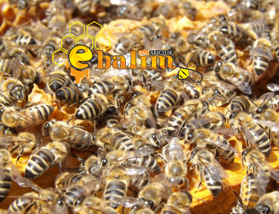 2026 arı fiyatları