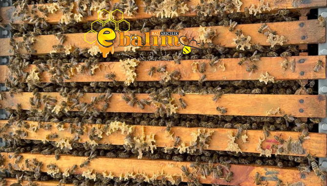 7 Çerçeve paket arı