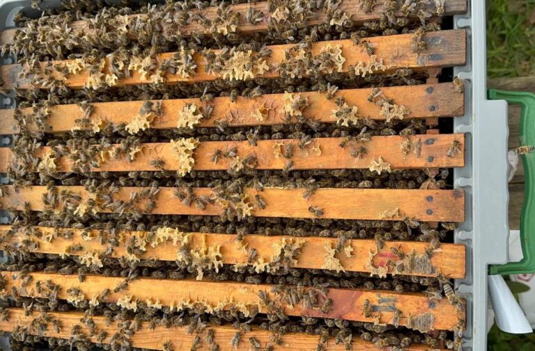 8 çerçeve paket arı